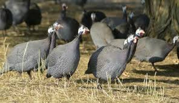 Pintade fermière bio