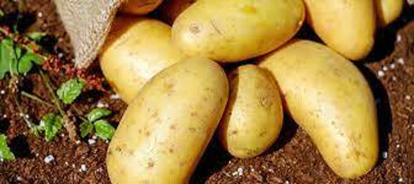 Aardappels Frieslander