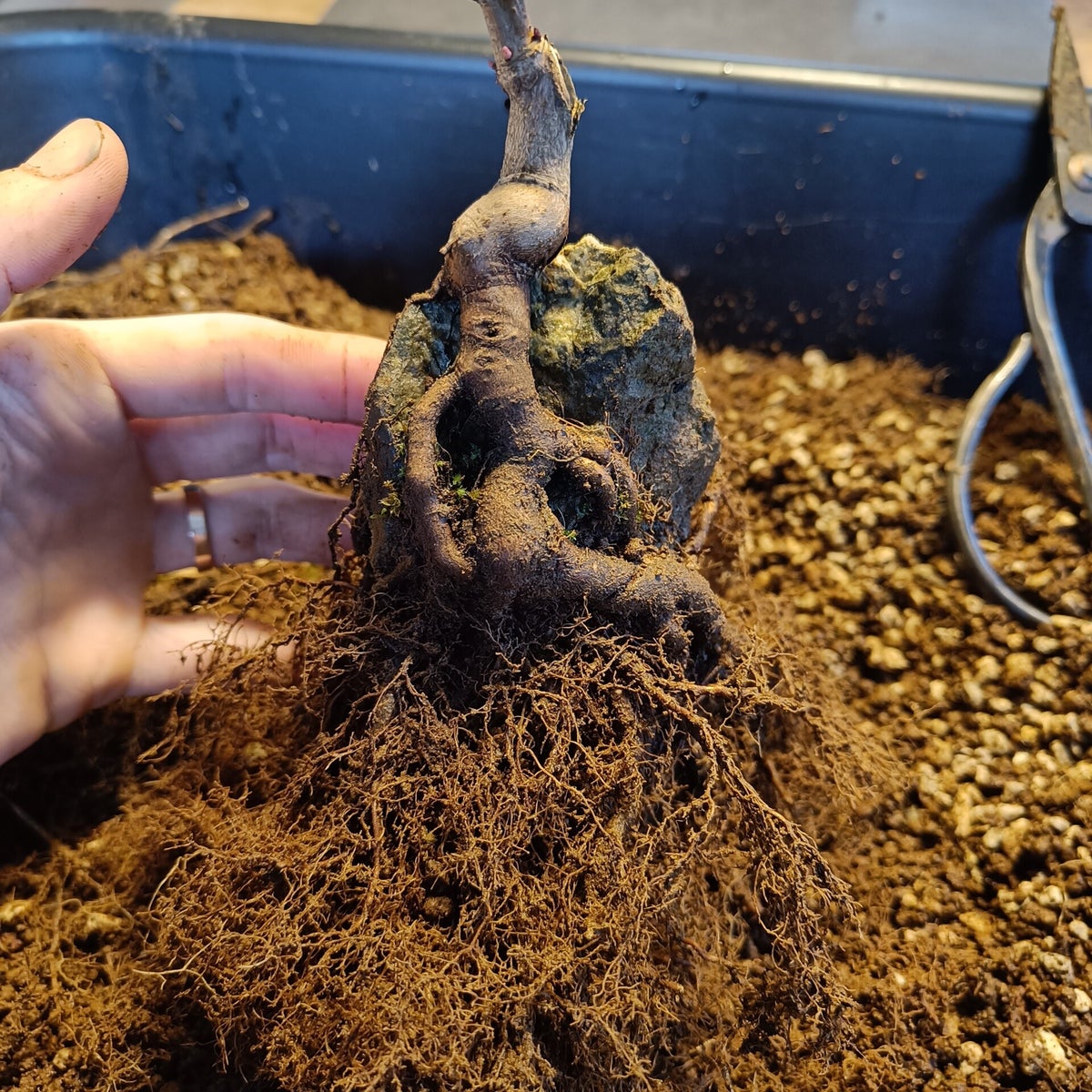 Trident maple root over rock repotting / Blog | Palude bonsai
