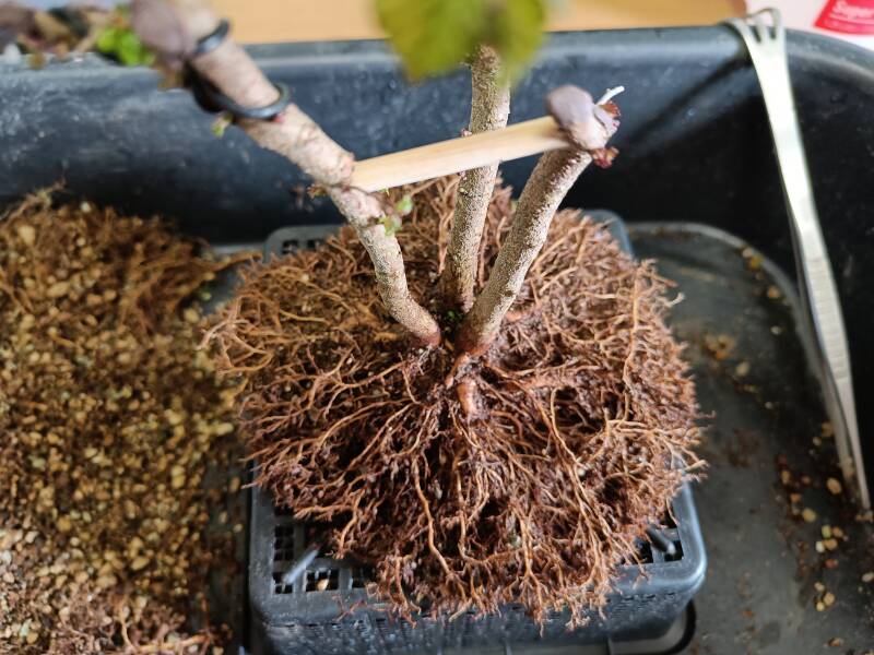 Radial rootspread or nebari 