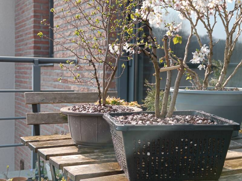 Field elm bonsai outside, next to my cherry tree bonsai