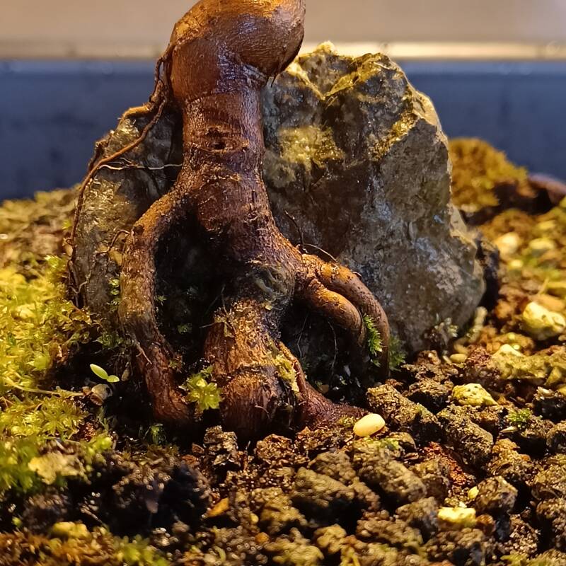 Roots of the trident maple bonsai