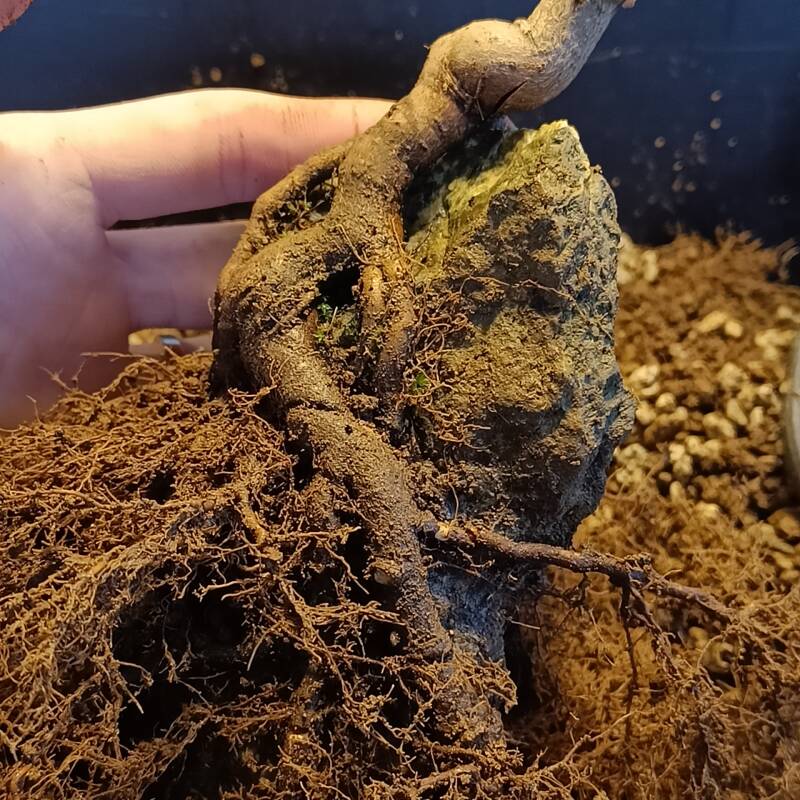 Roots of the bonsai tree grasping the rock