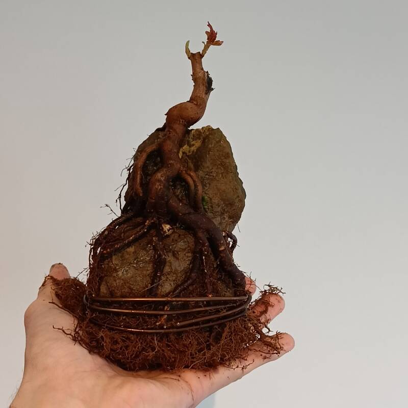 Root over rock trident maple bonsai after cleaning the roots
