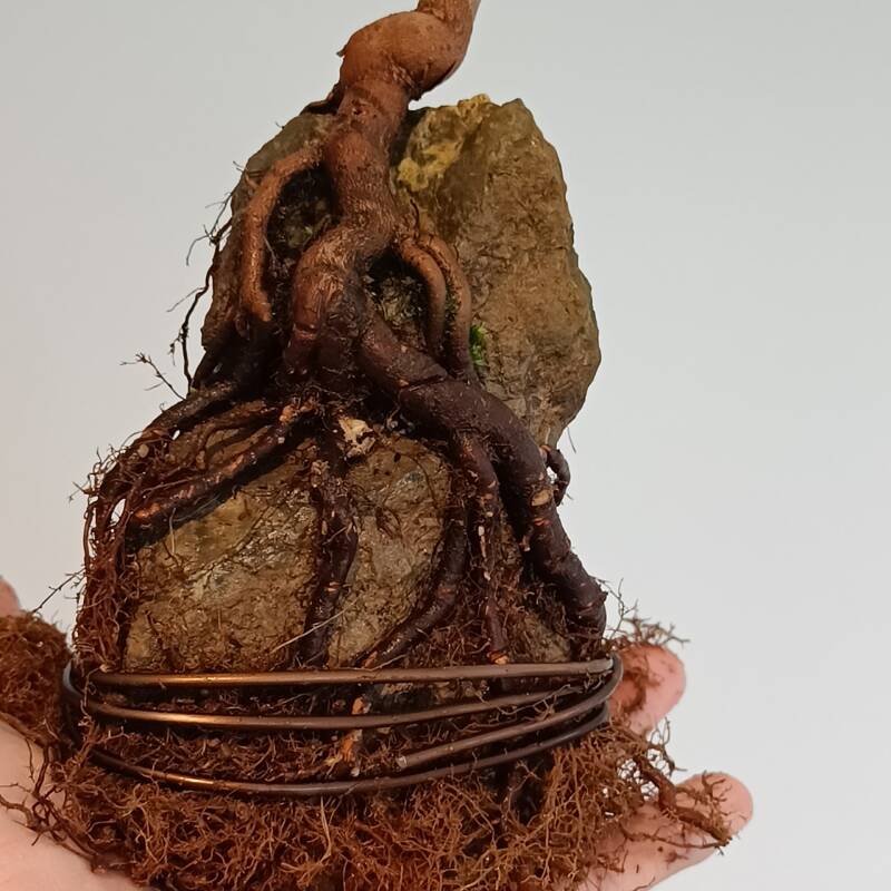 Root over rock trident maple bonsai before repotting