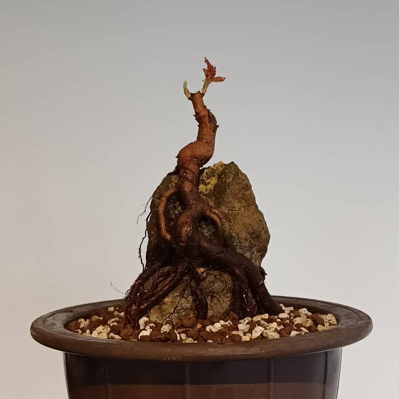 Trident maple Acer buergerianum bonsai root over rock
