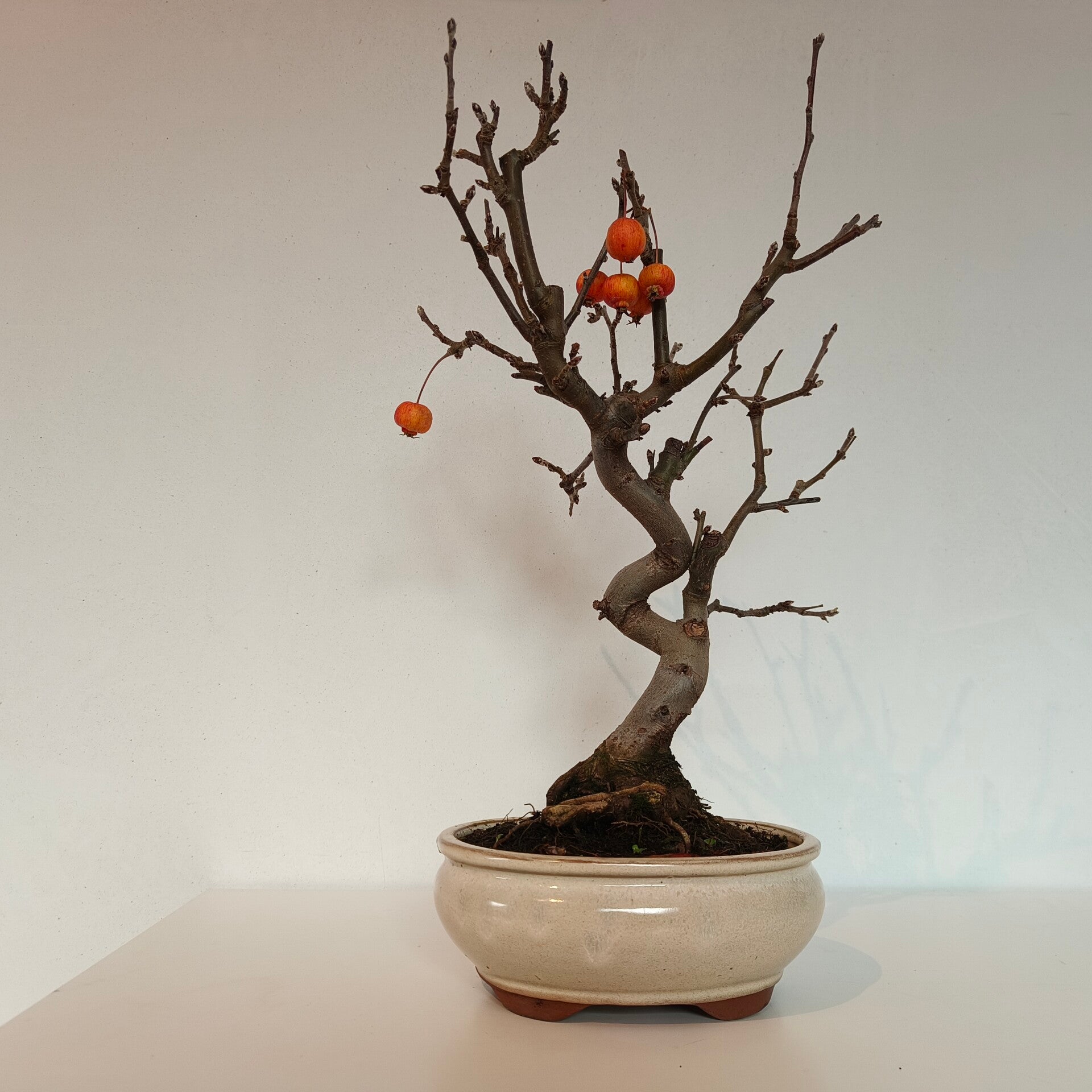 Crabapple bonsai - Malus ssp.