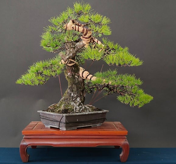Shari on the trunk of a mugo pine