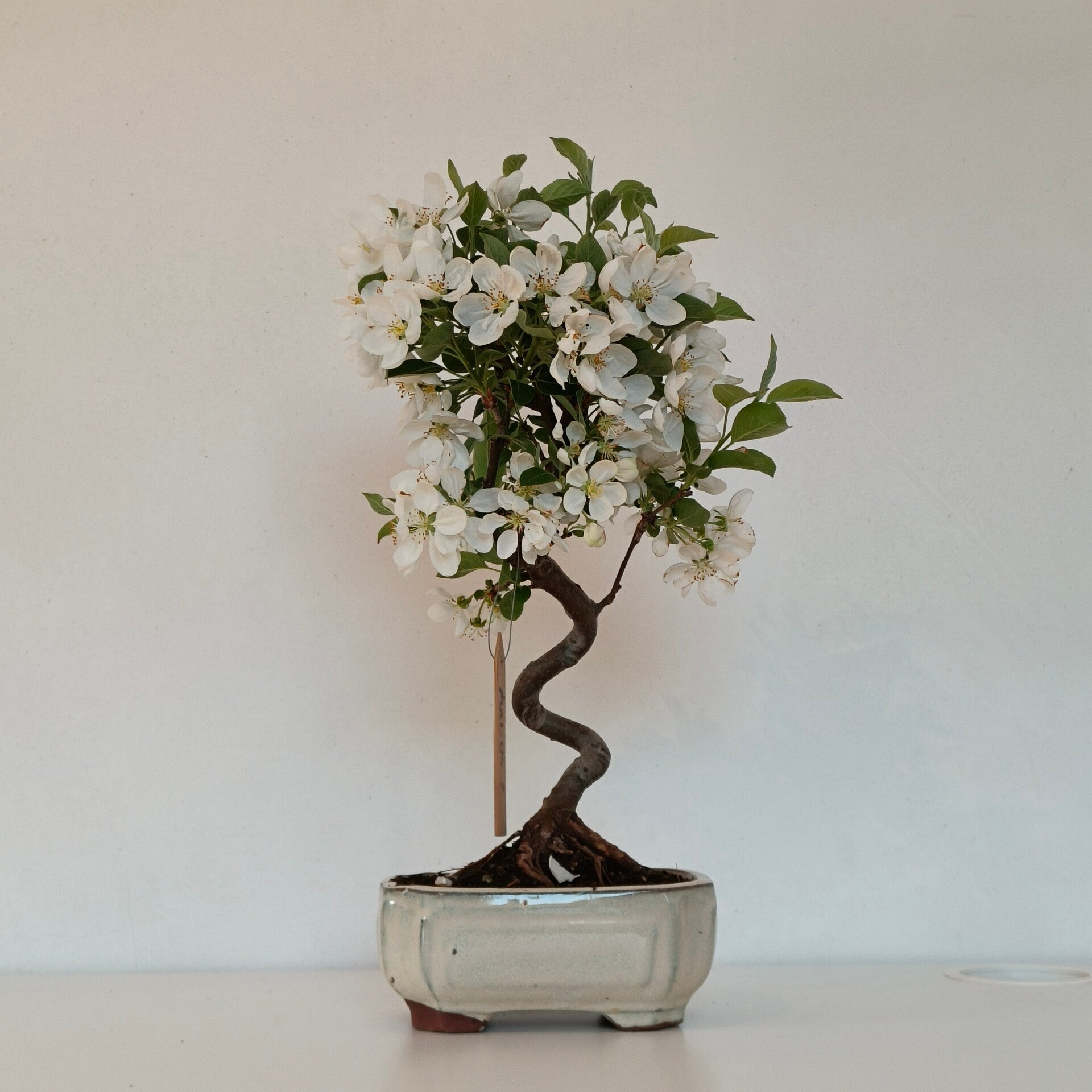 Crabapple bonsai - Malus ssp.