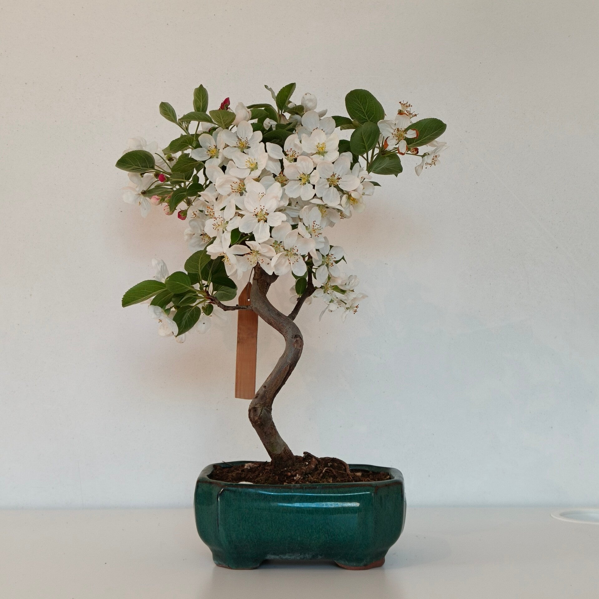 Crabapple bonsai - Malus ssp.