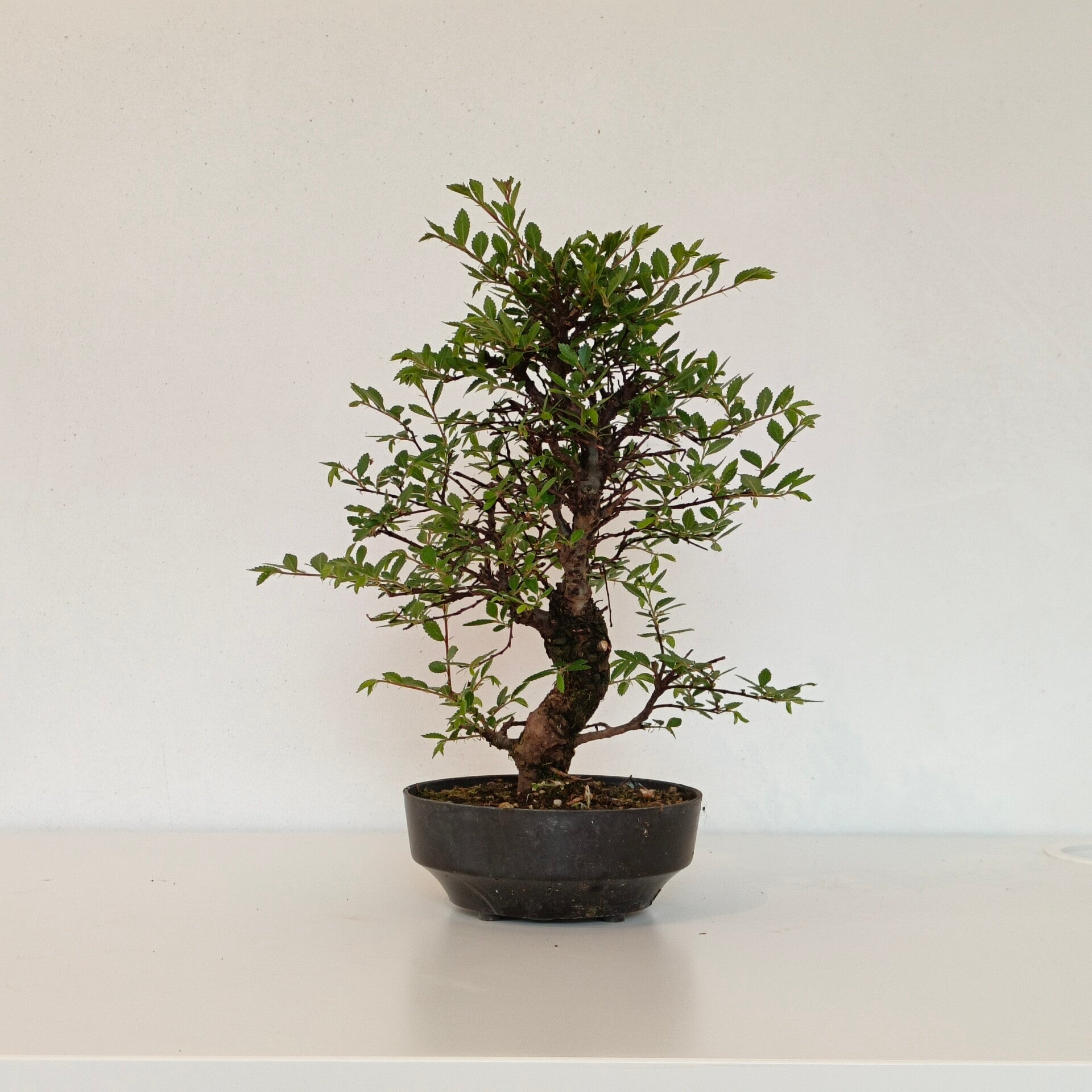 Chinese elm - Ulmus parvifolia no.2