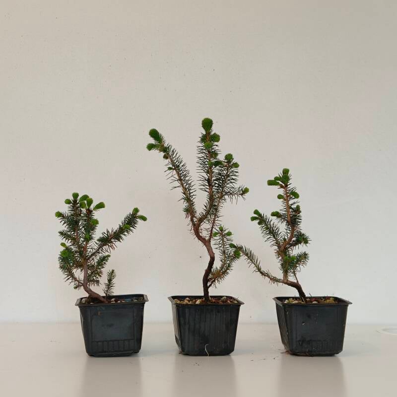 Ezo spruce - Picea jezoensis | Palude bonsai