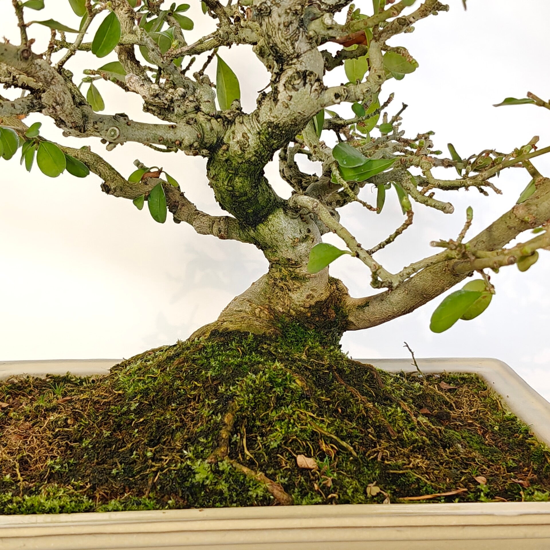 Privet - Ligustrum sinensis | Palude bonsai
