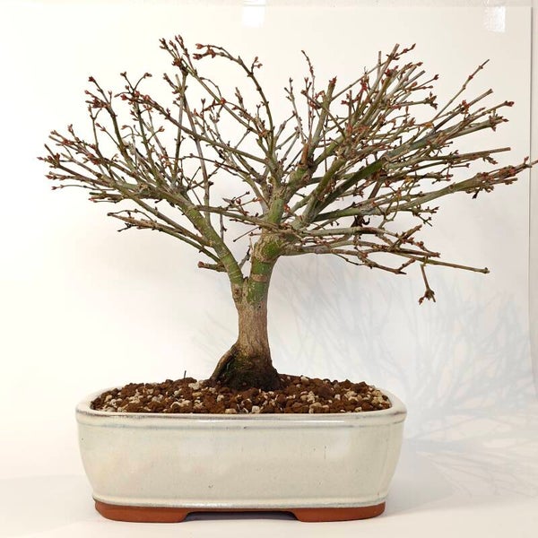 Japanese maple 'Kiyohime' - Acer palmatum