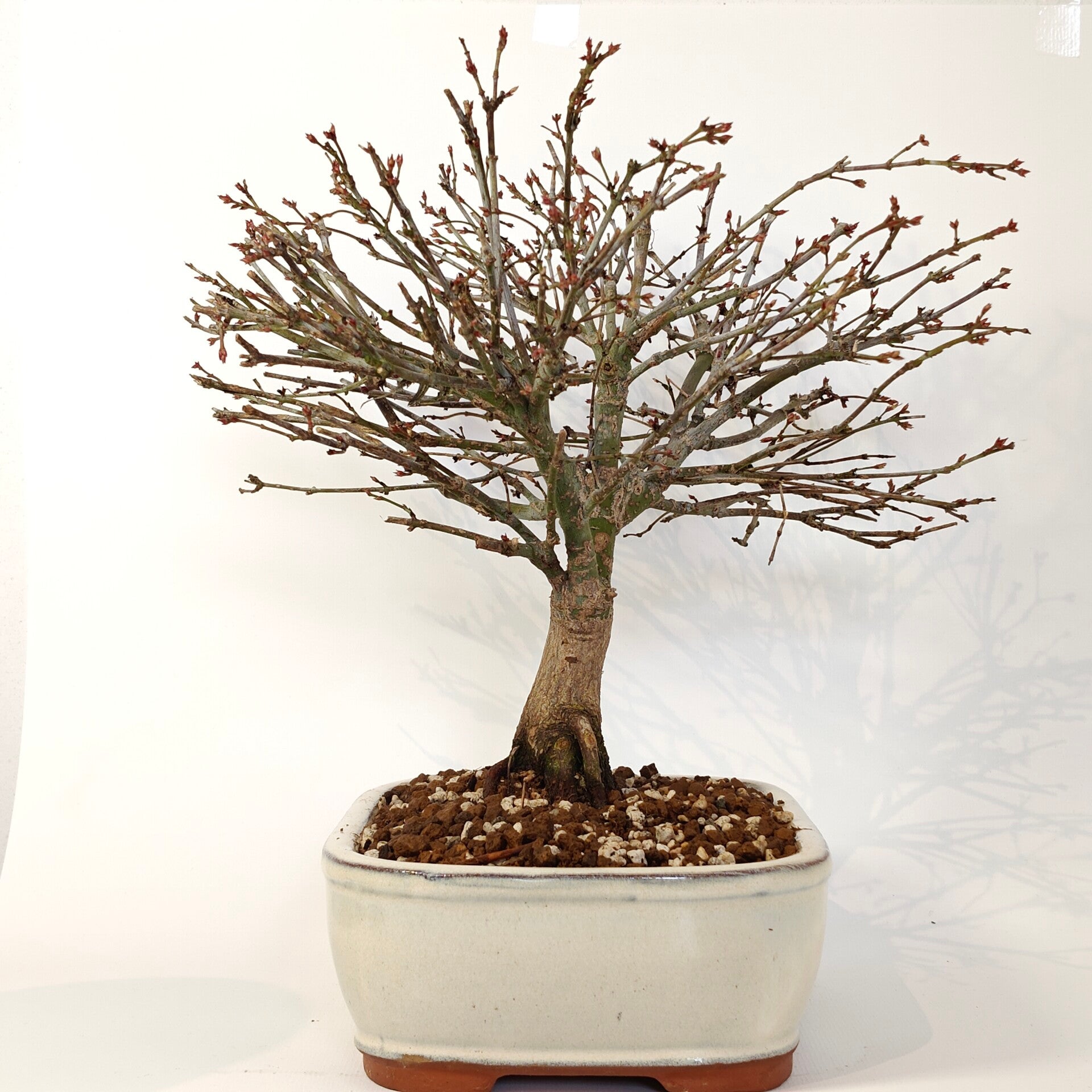 Japanese maple 'Kiyohime' - Acer palmatum | Palude bonsai