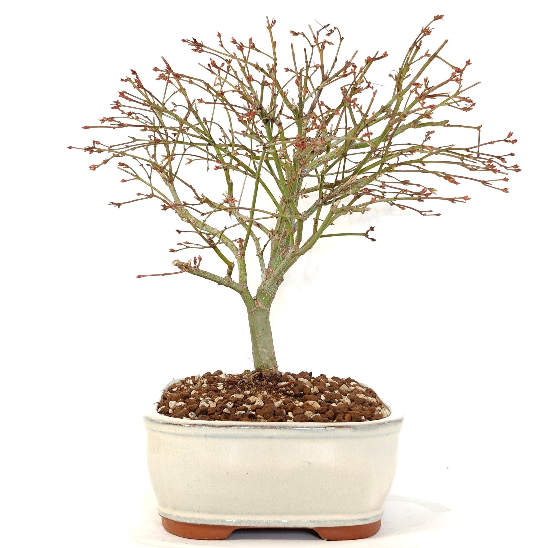 Japanese maple 'Kiyohime' - A. palmatum | Palude bonsai