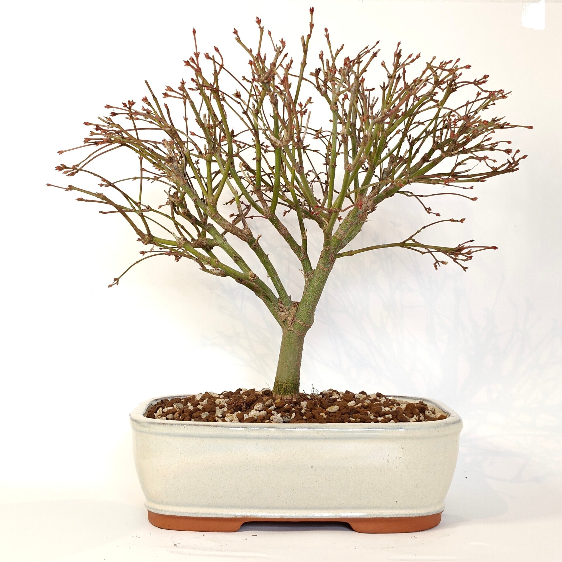 Japanese maple 'Kiyohime' - A. palmatum