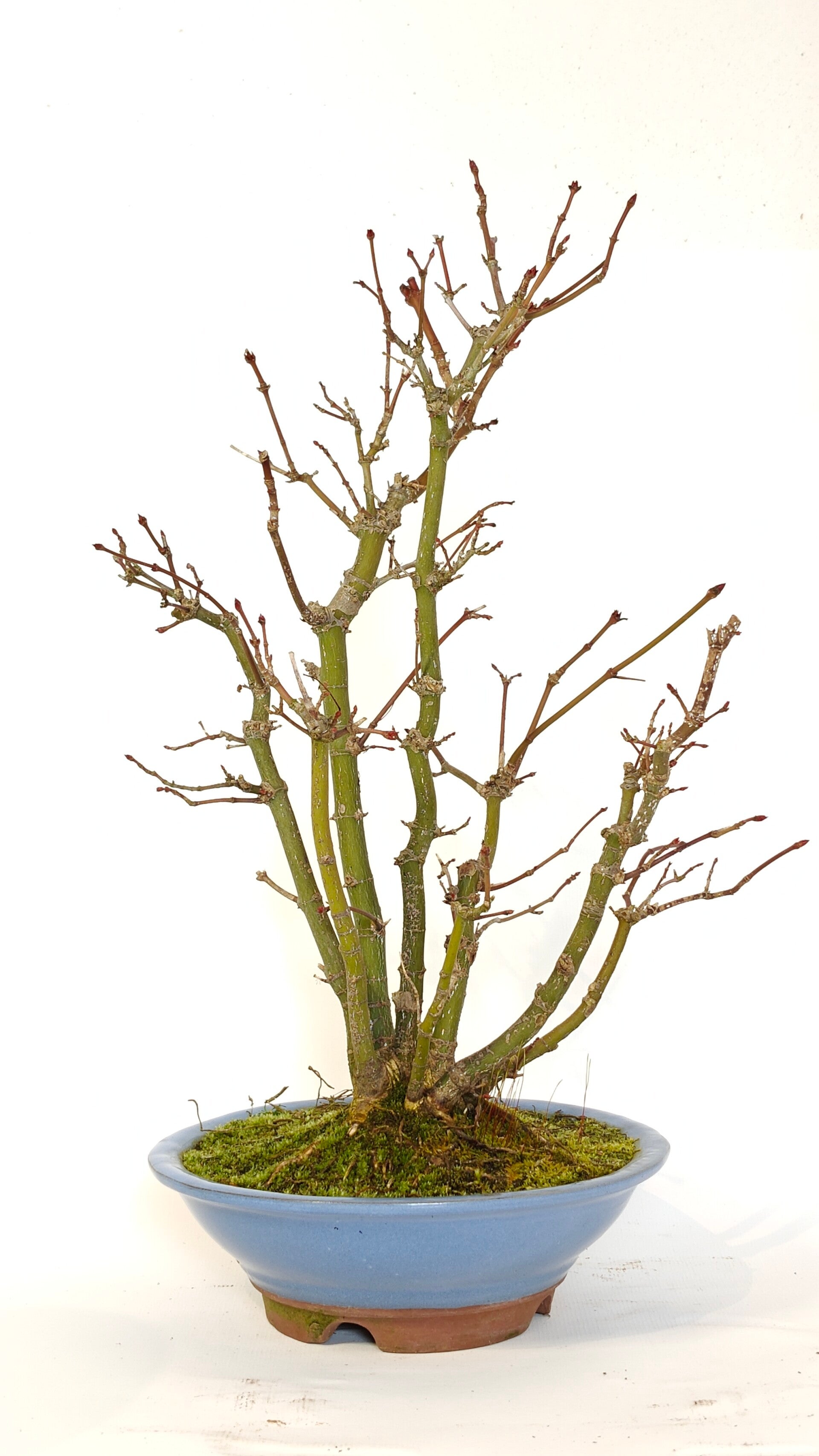 Japanese maple clump - A. palmatum