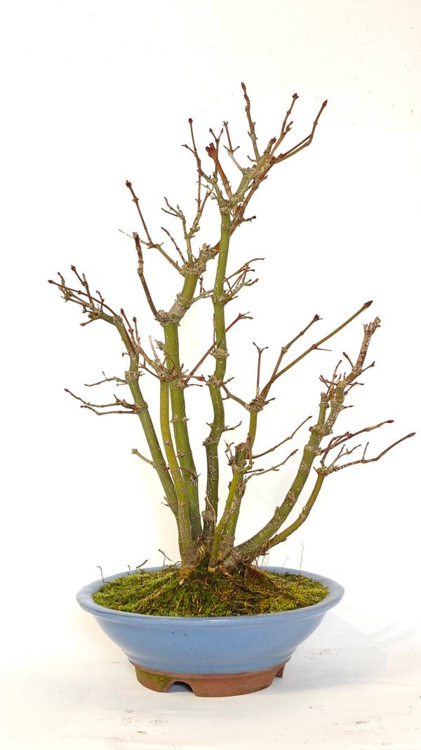 Japanese maple clump - A. palmatum