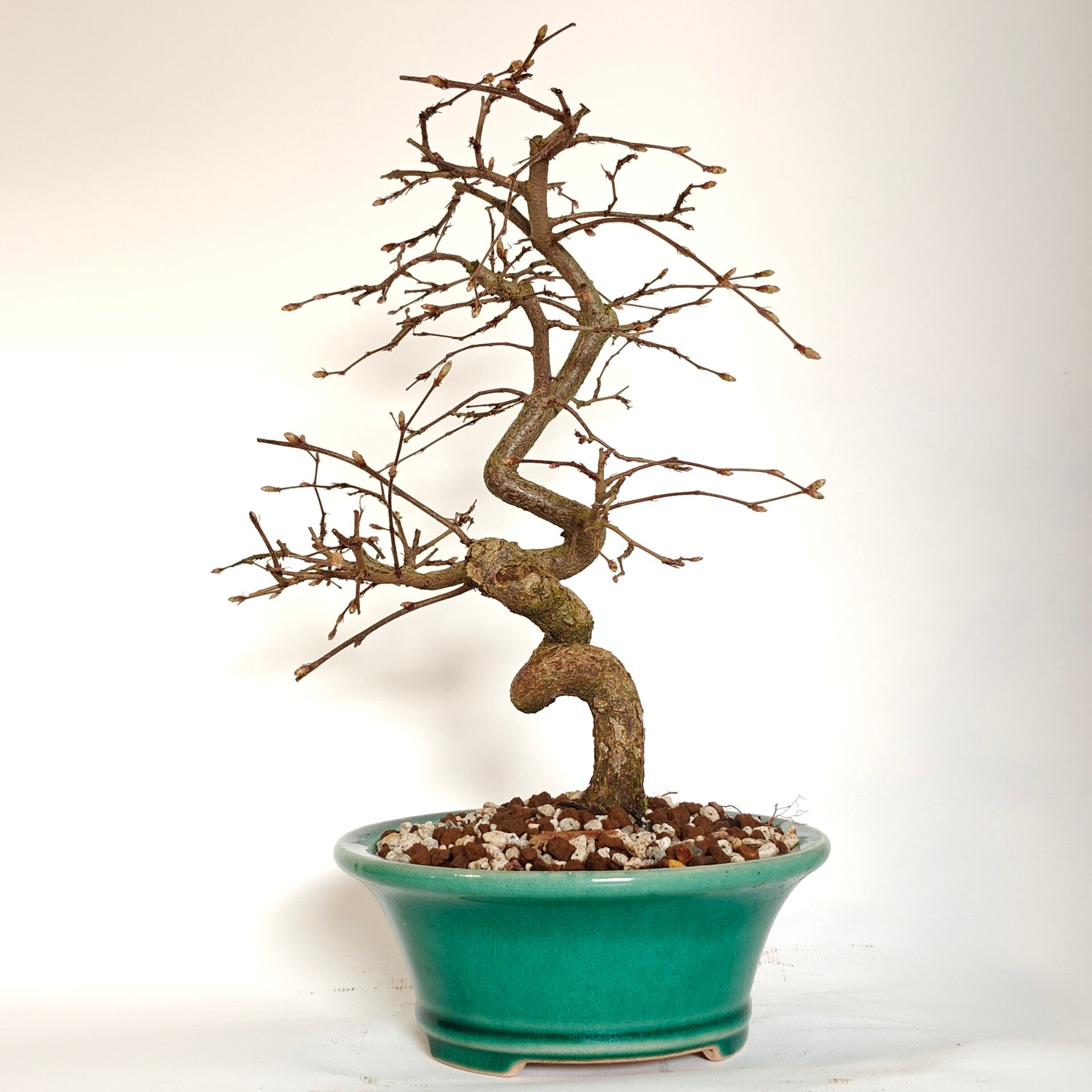 Japanese hornbeam - Carpinus laxiflora