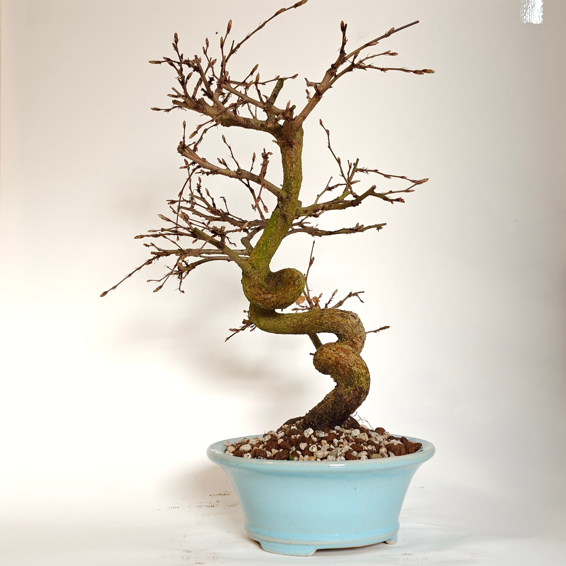 Japanese hornbeam - Carpinus laxiflora