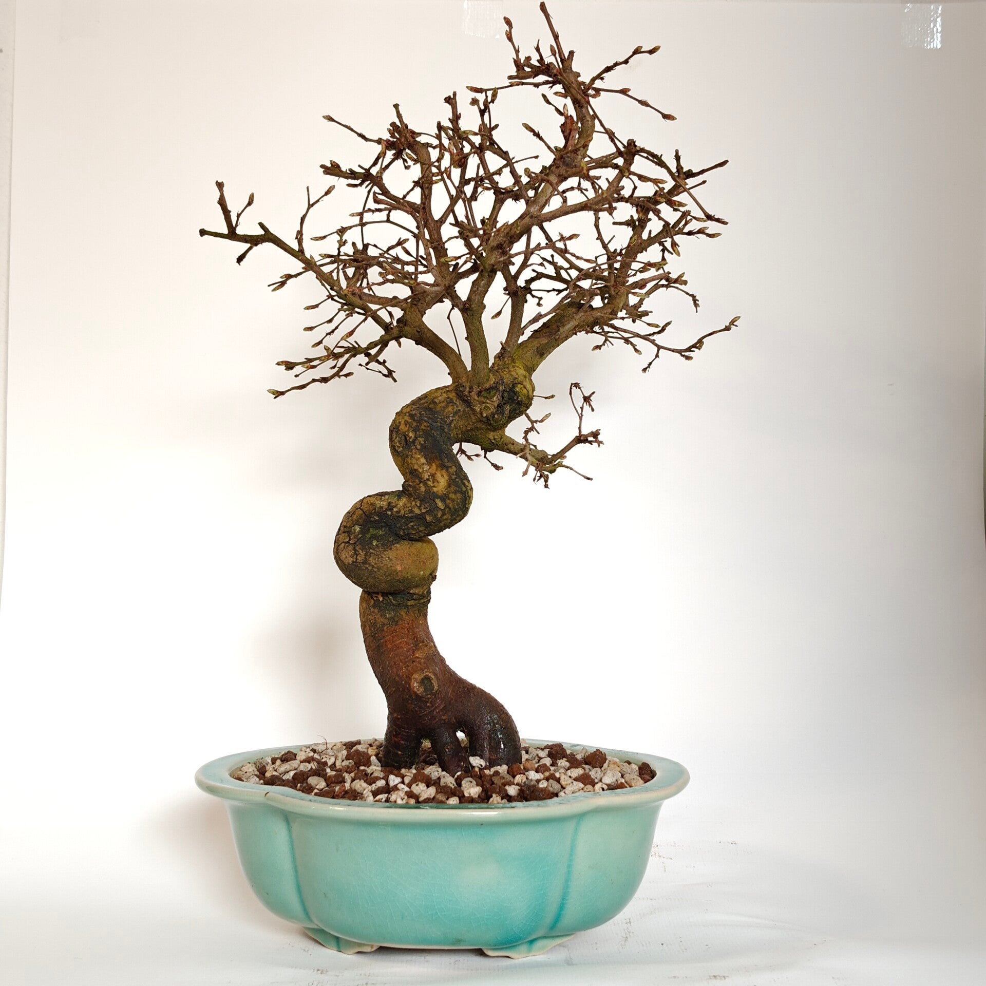 Japanese hornbeam - Carpinus laxiflora