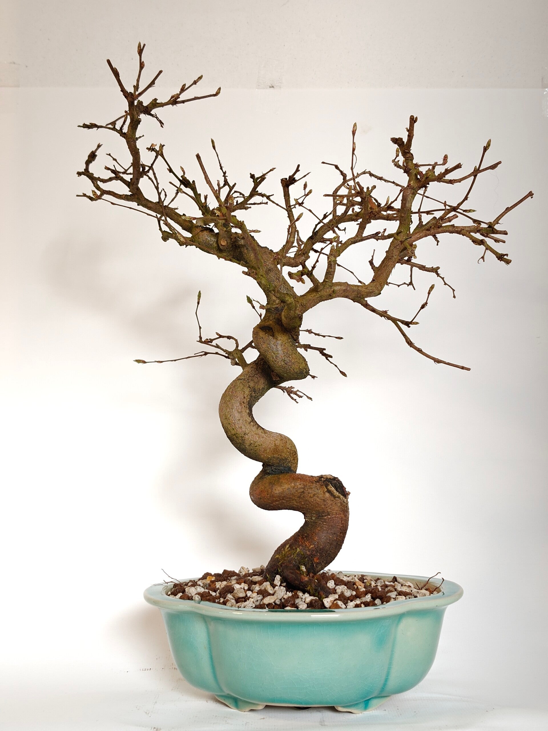 Japanese hornbeam - Carpinus laxiflora