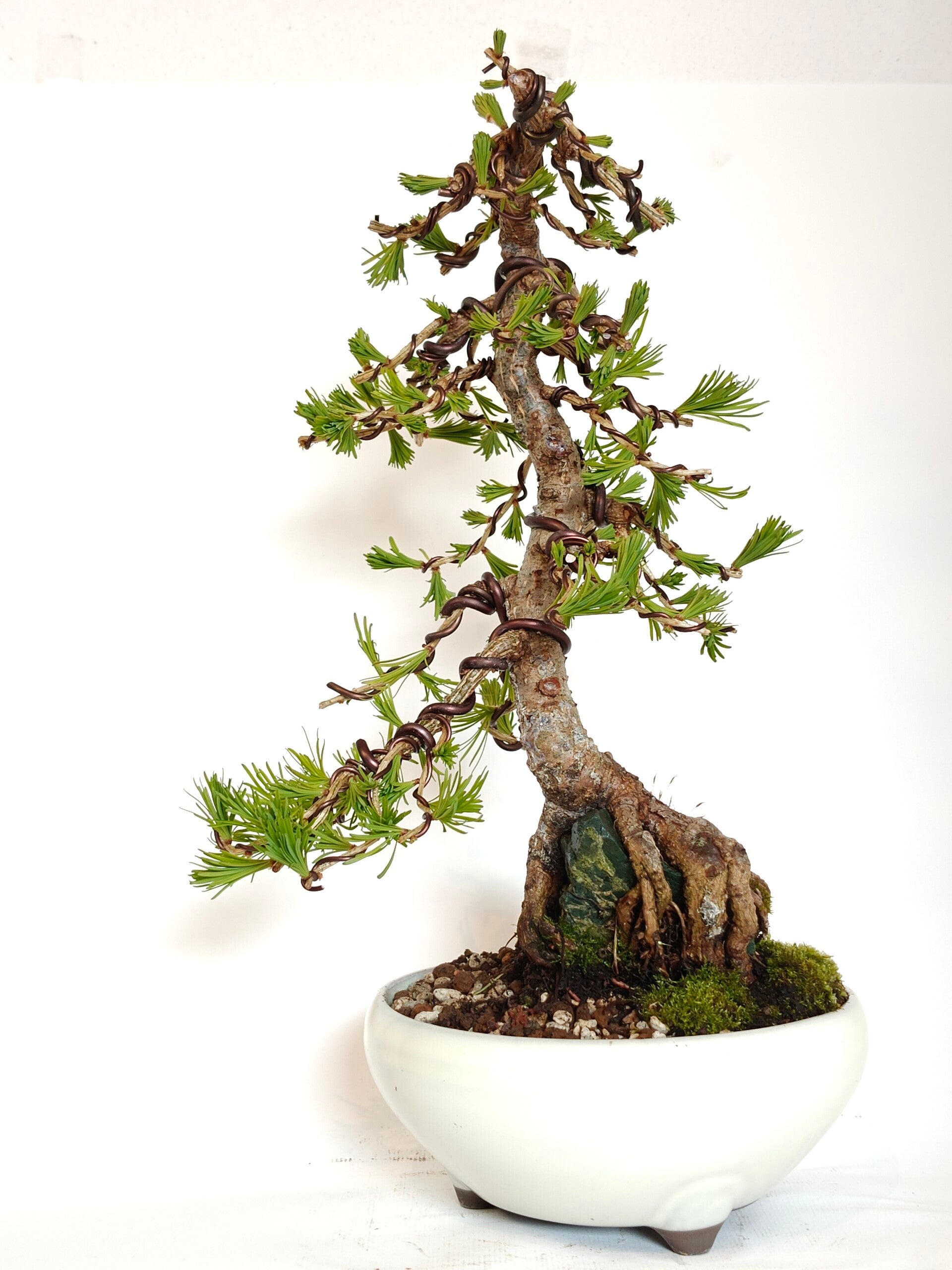 European larch - Larix decidua
