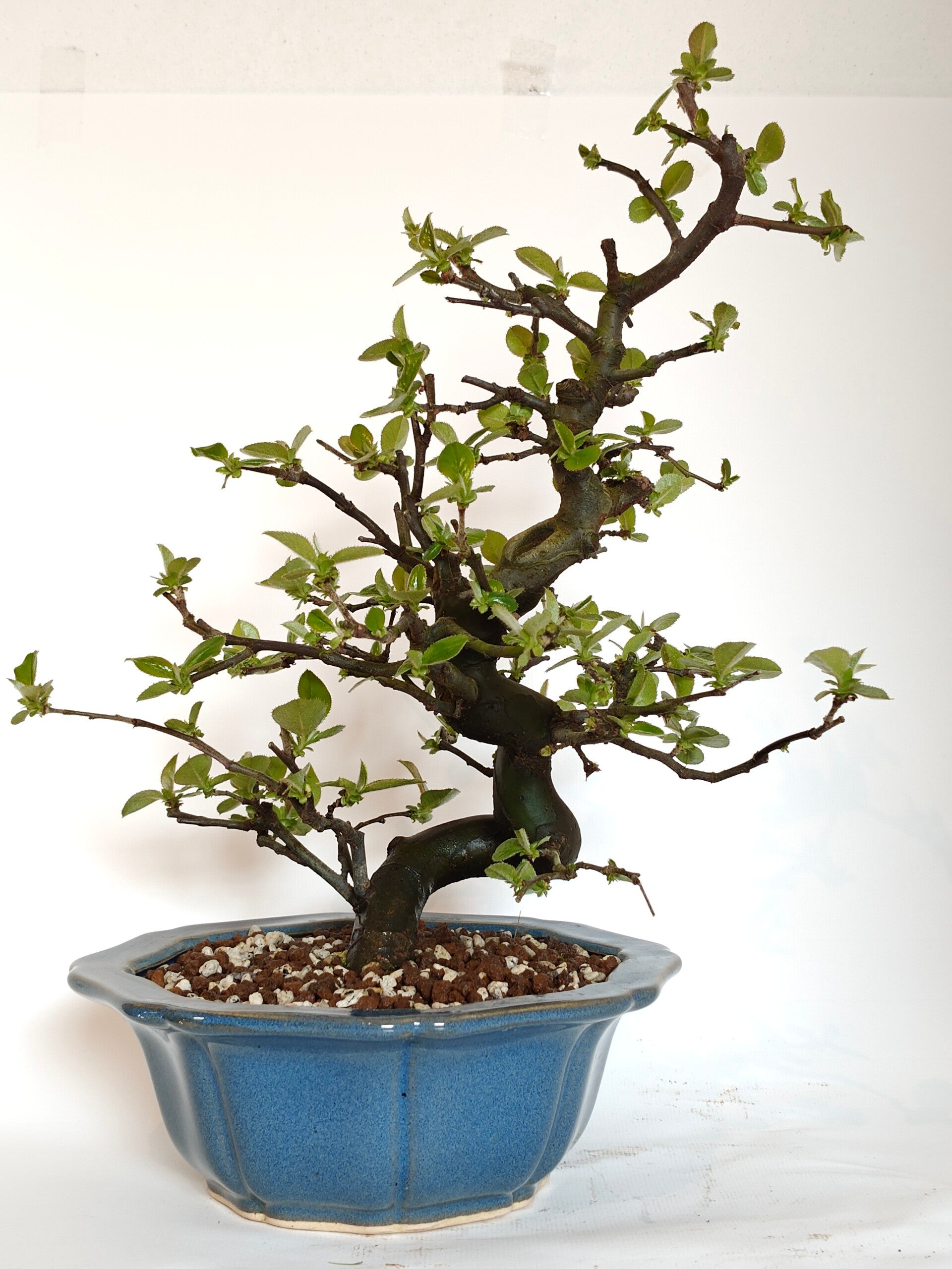 Chinese quince - Pseudocydonia chinensis
