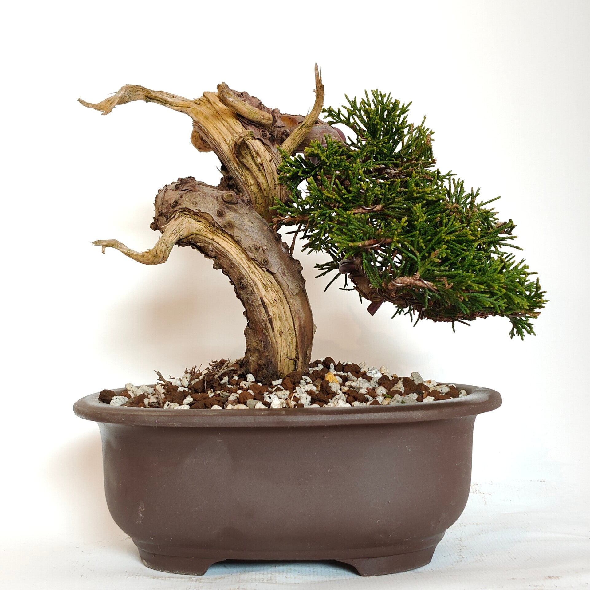 Chinese juniper - Juniperus chinensis