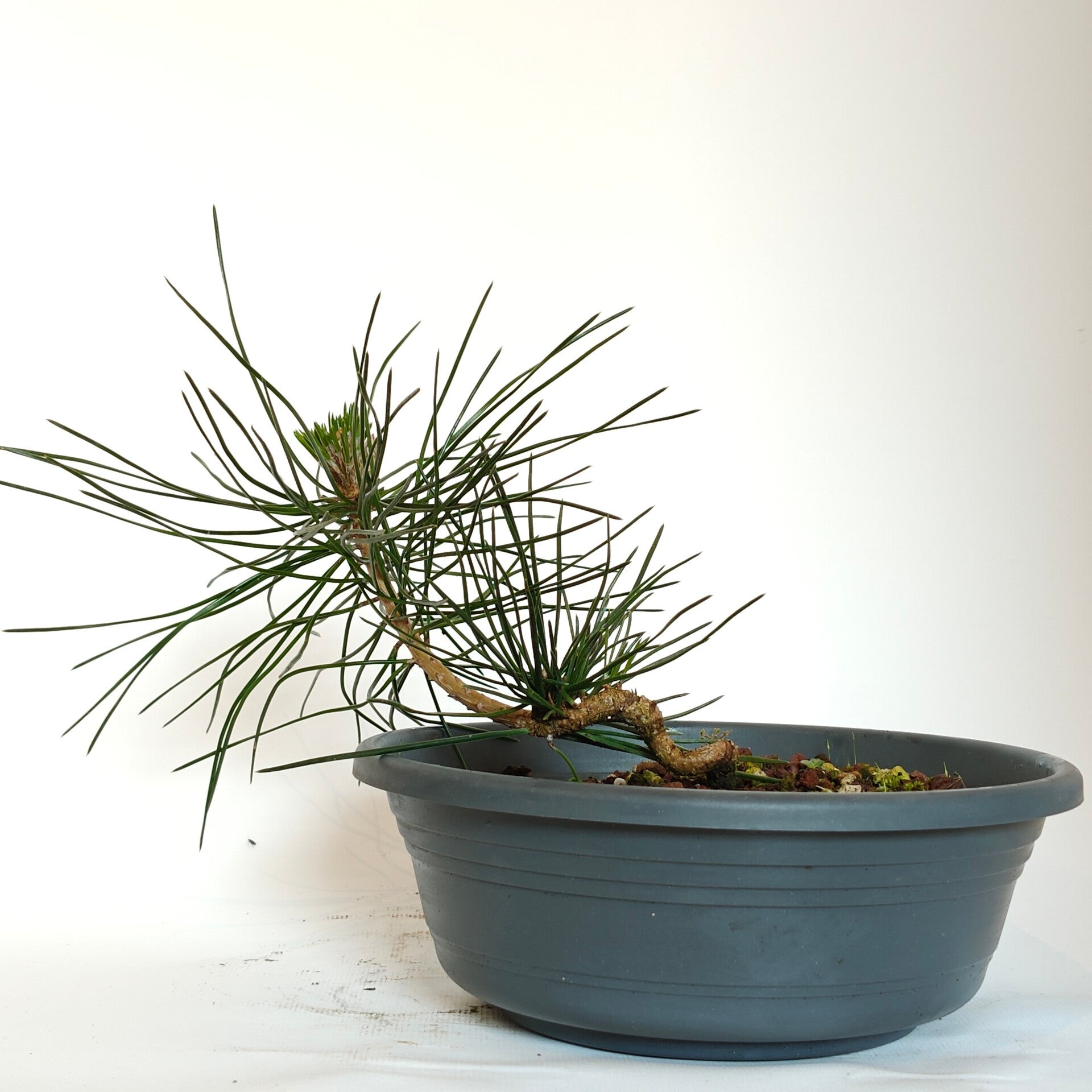 Japanese black pine - Pinus thunbergii