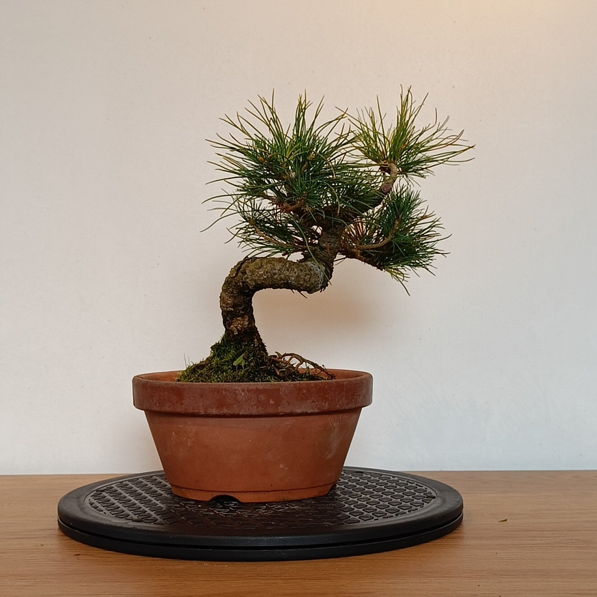 Japanese white pine - Pinus pentaphylla