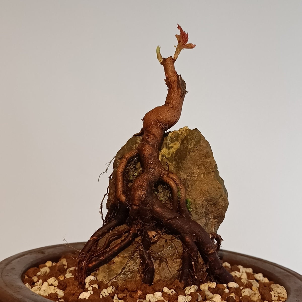 Trident maple root over rock repotting / Blog | Palude bonsai