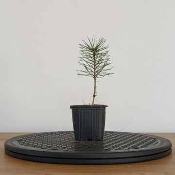 Pinus sylvestris - seedling