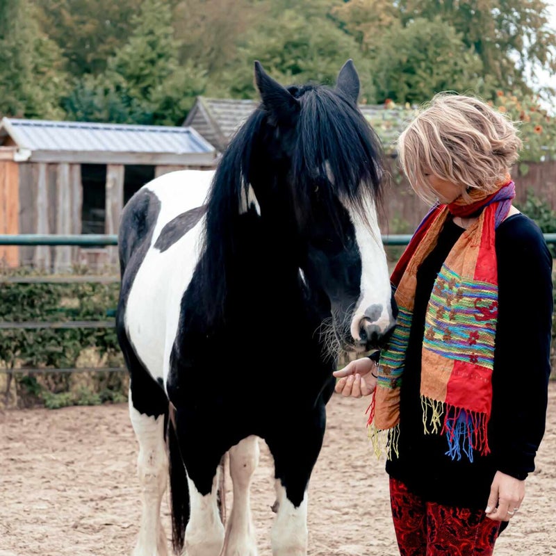 coachpaard Levi bij paardencoach Wendy Damhuis