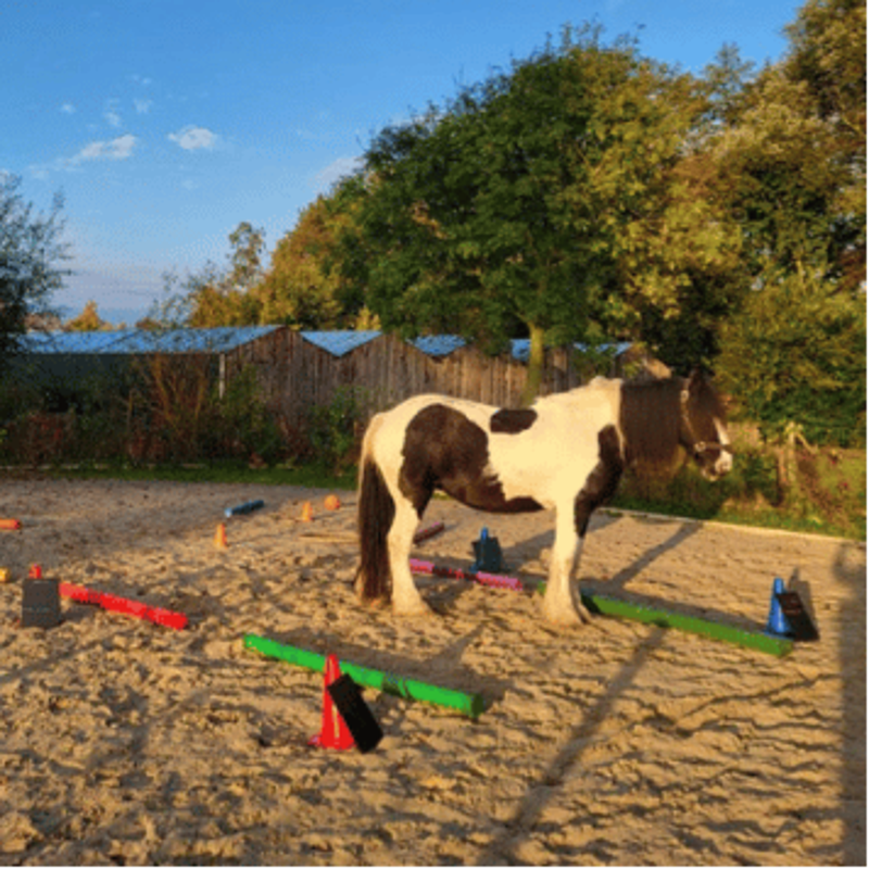 Paardencoaching in Twente bij Jouw Keuze Coaching