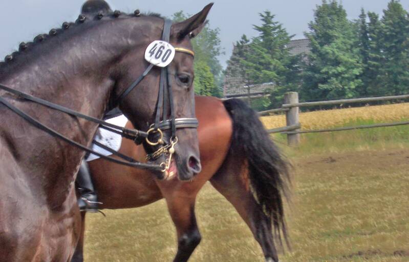 Kandare, Tierquälerei im Reitsport, Regina Rheinwald, 