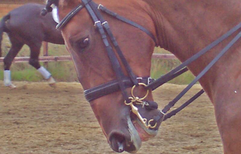Kandare, Tierquälerei im Reitsport, Regina Rheinwald