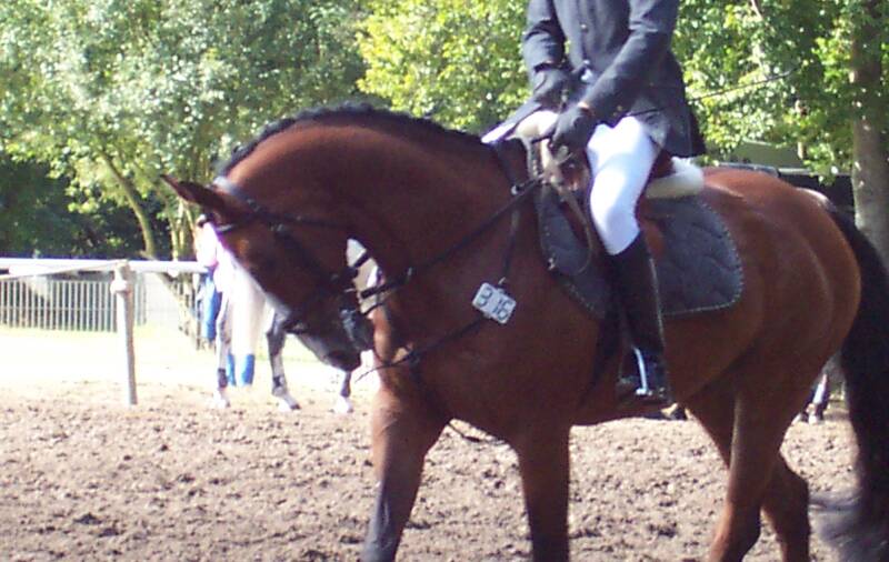 Rollkur, LDR, Tierquälerei im Reitsport, Ein Buch, das nie erschien - vom System Gewalt gegen das Pferd, Regina Rheinwald