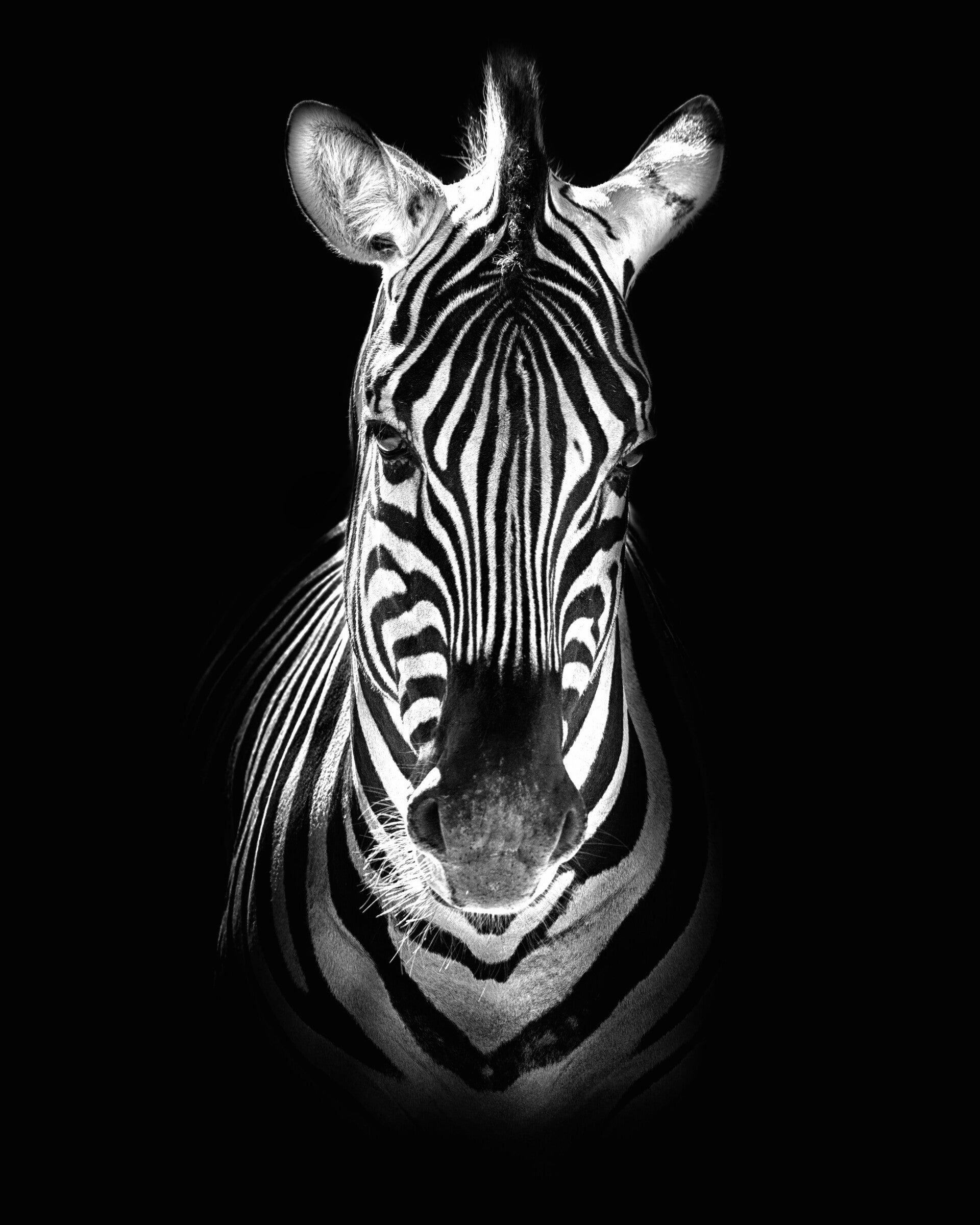 AN-0015 ZEBRA