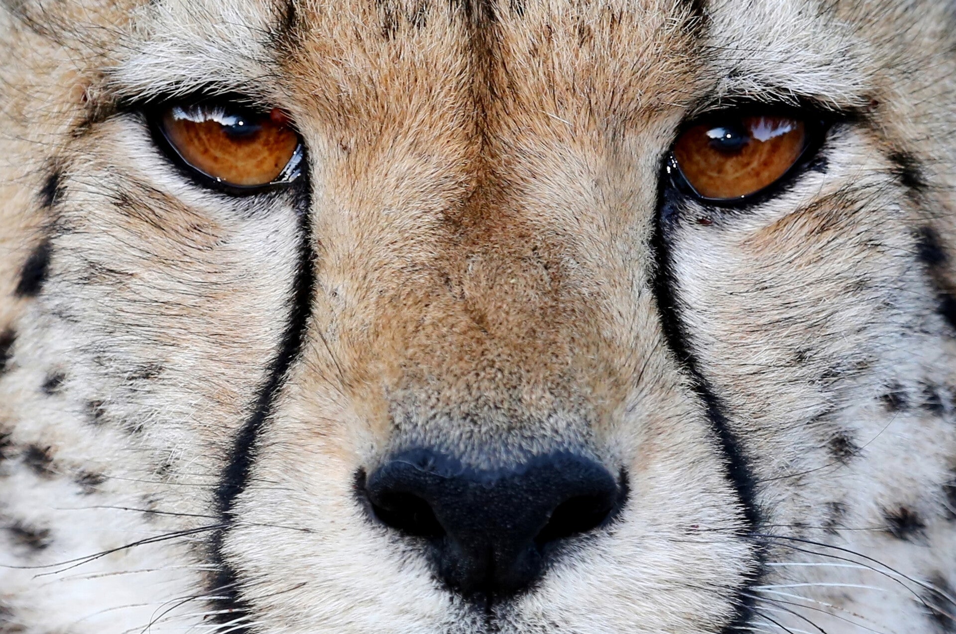 AN-0055 CHEETAH