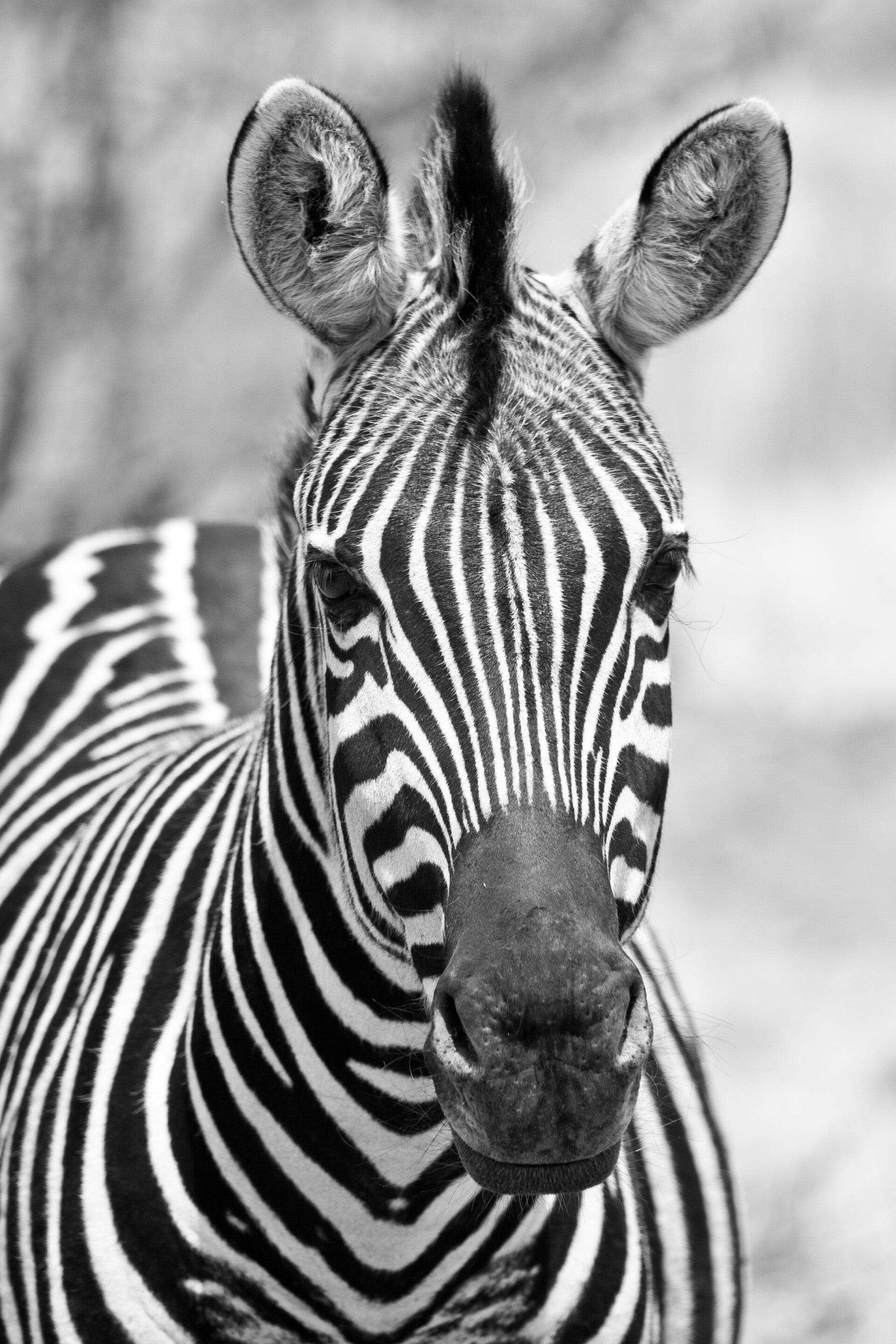 AN-0035 ZEBRA