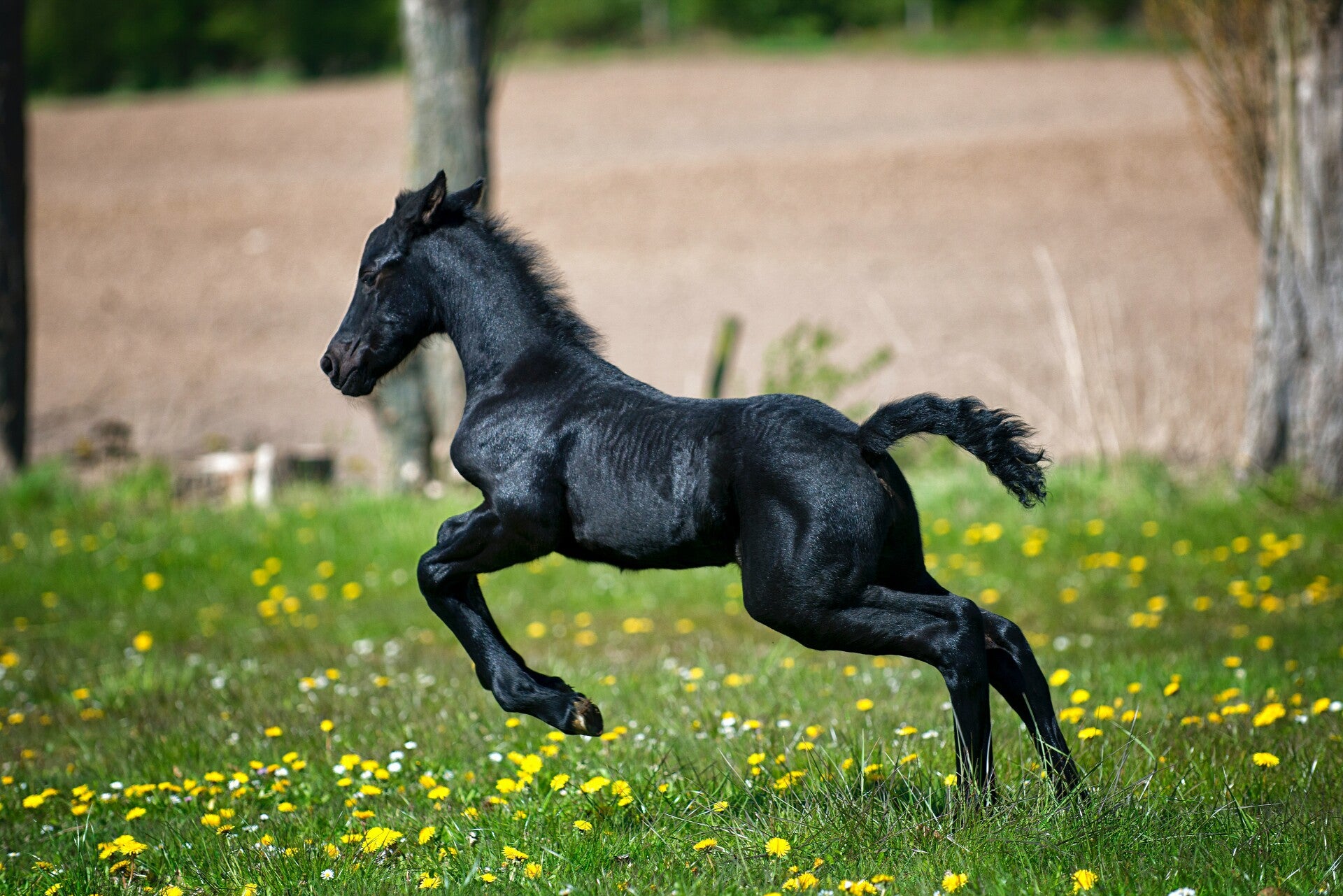 AN-0034 FRIES PAARD VEULEN