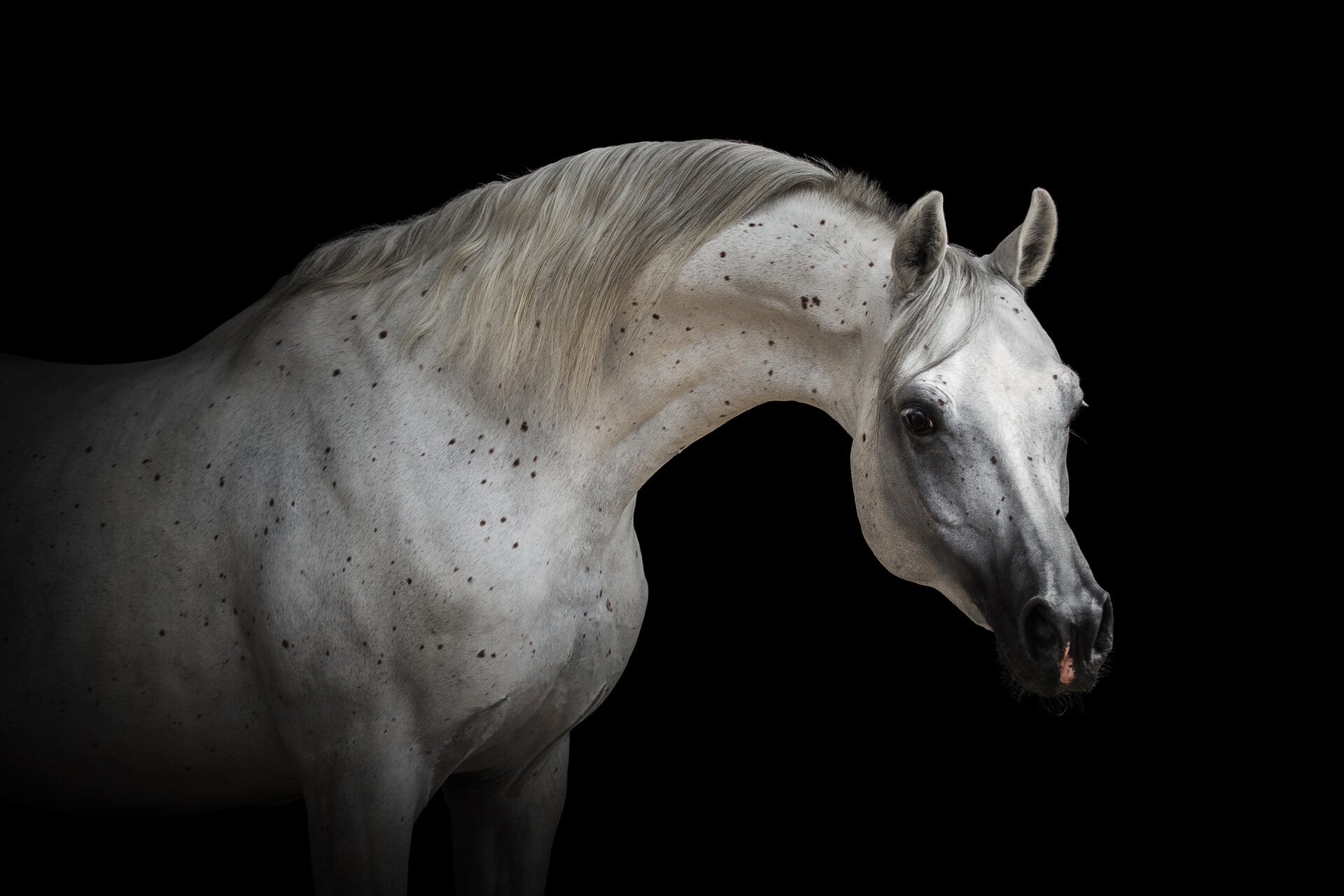 AN-0014 ARABISCH VOLBLOED PAARD