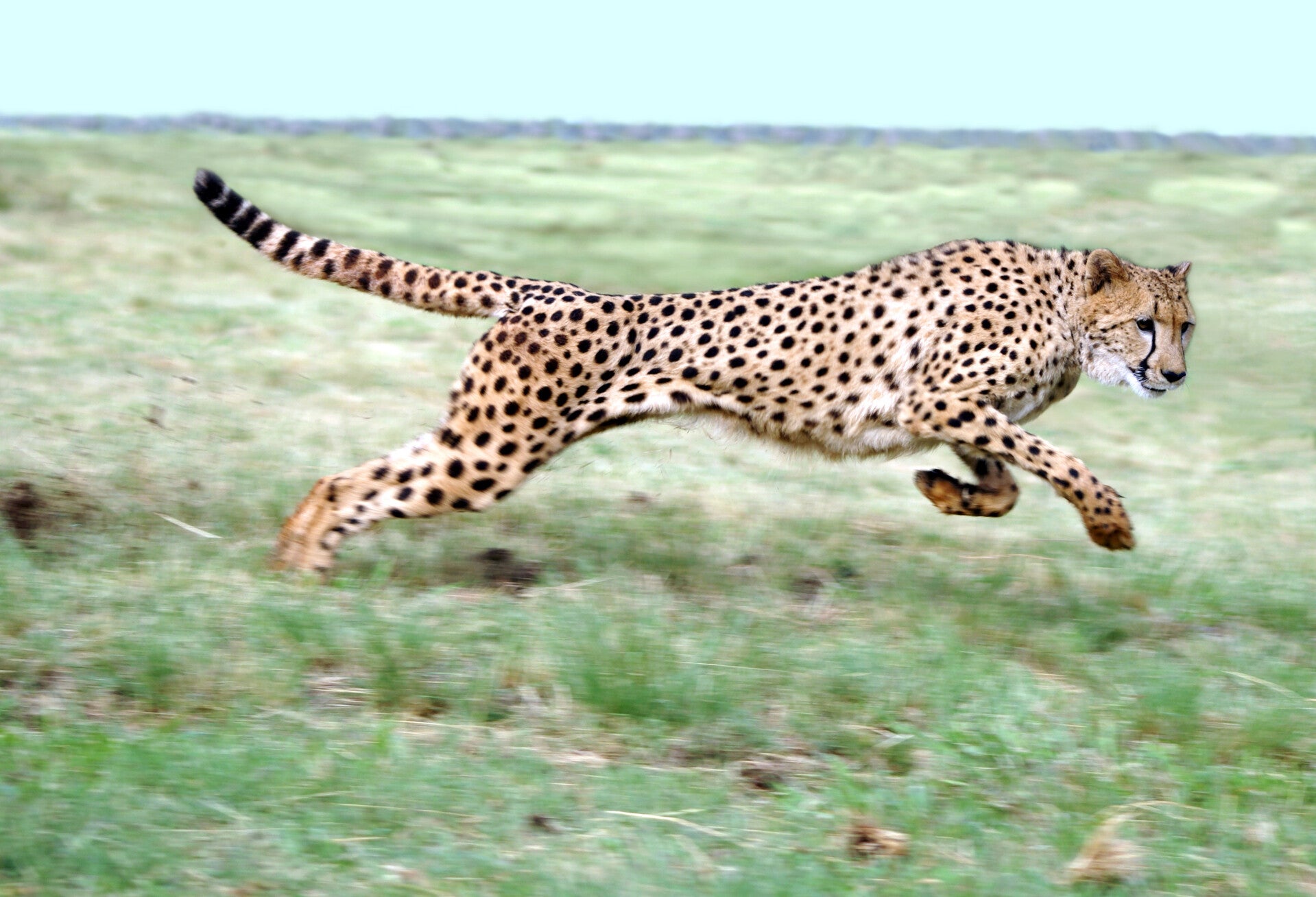 AN-0041 CHEETAH