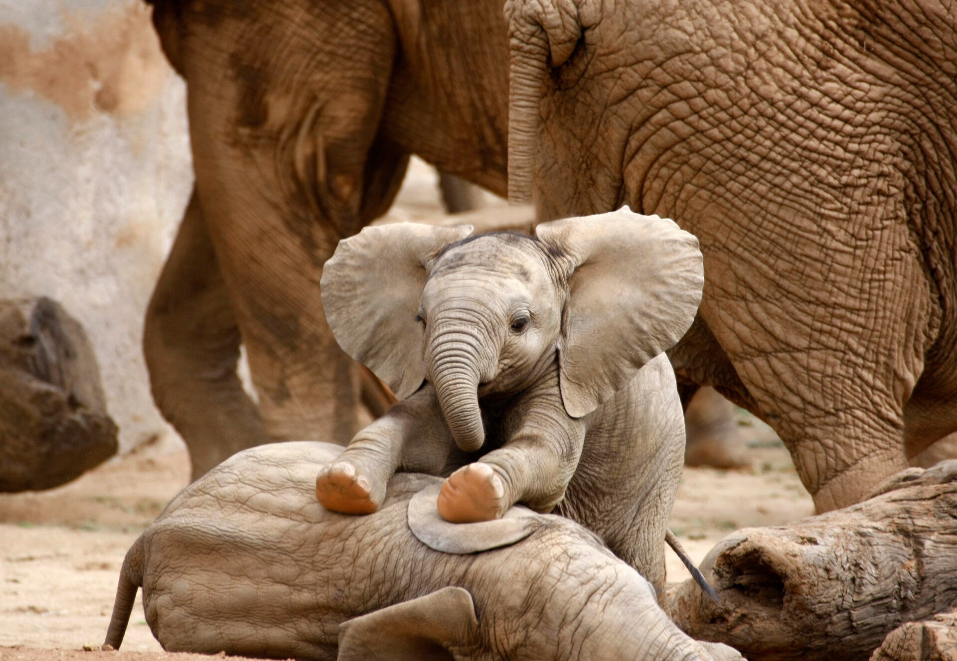 AN-0012 OLIFANT