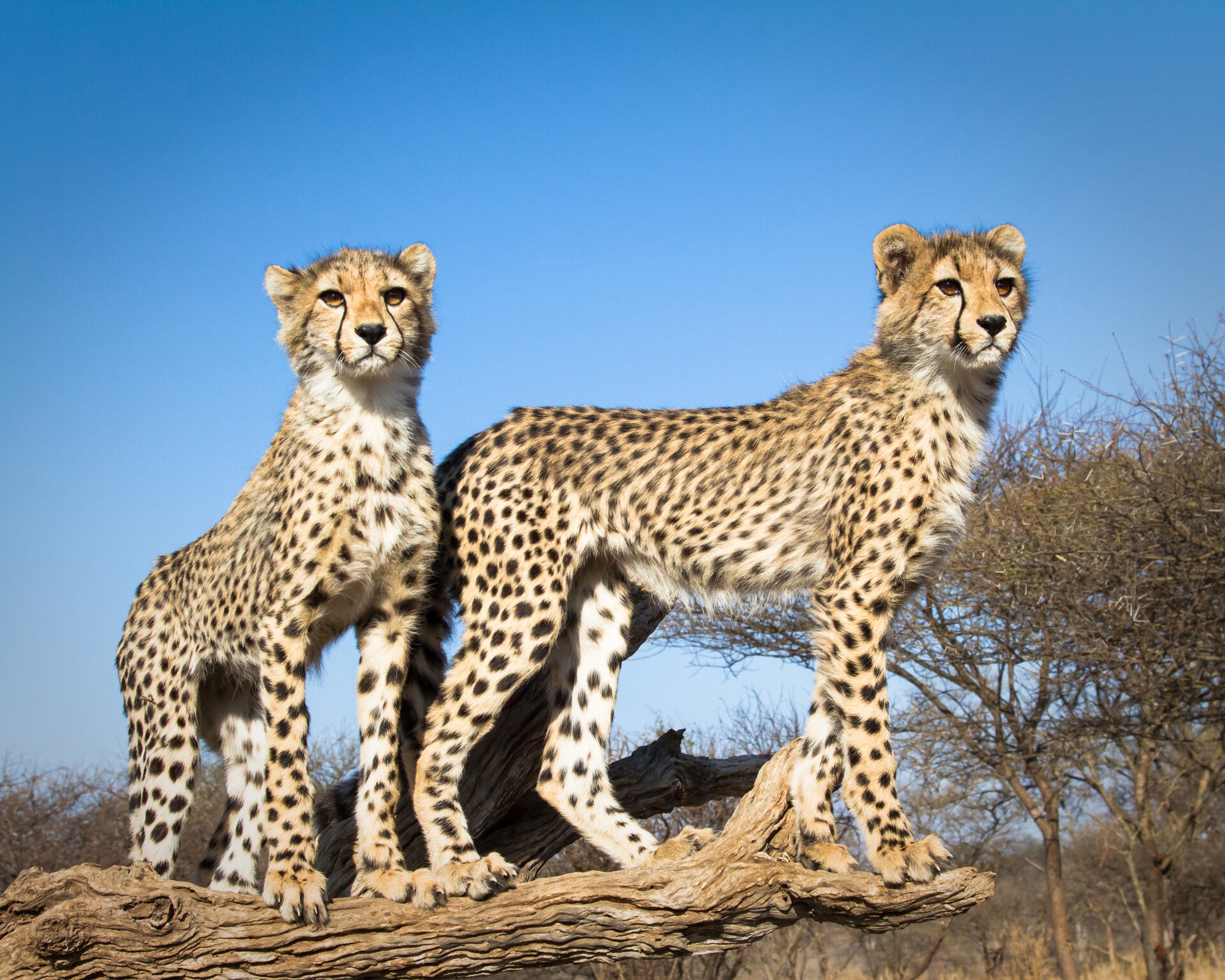 AN-0051 CHEETAH'S