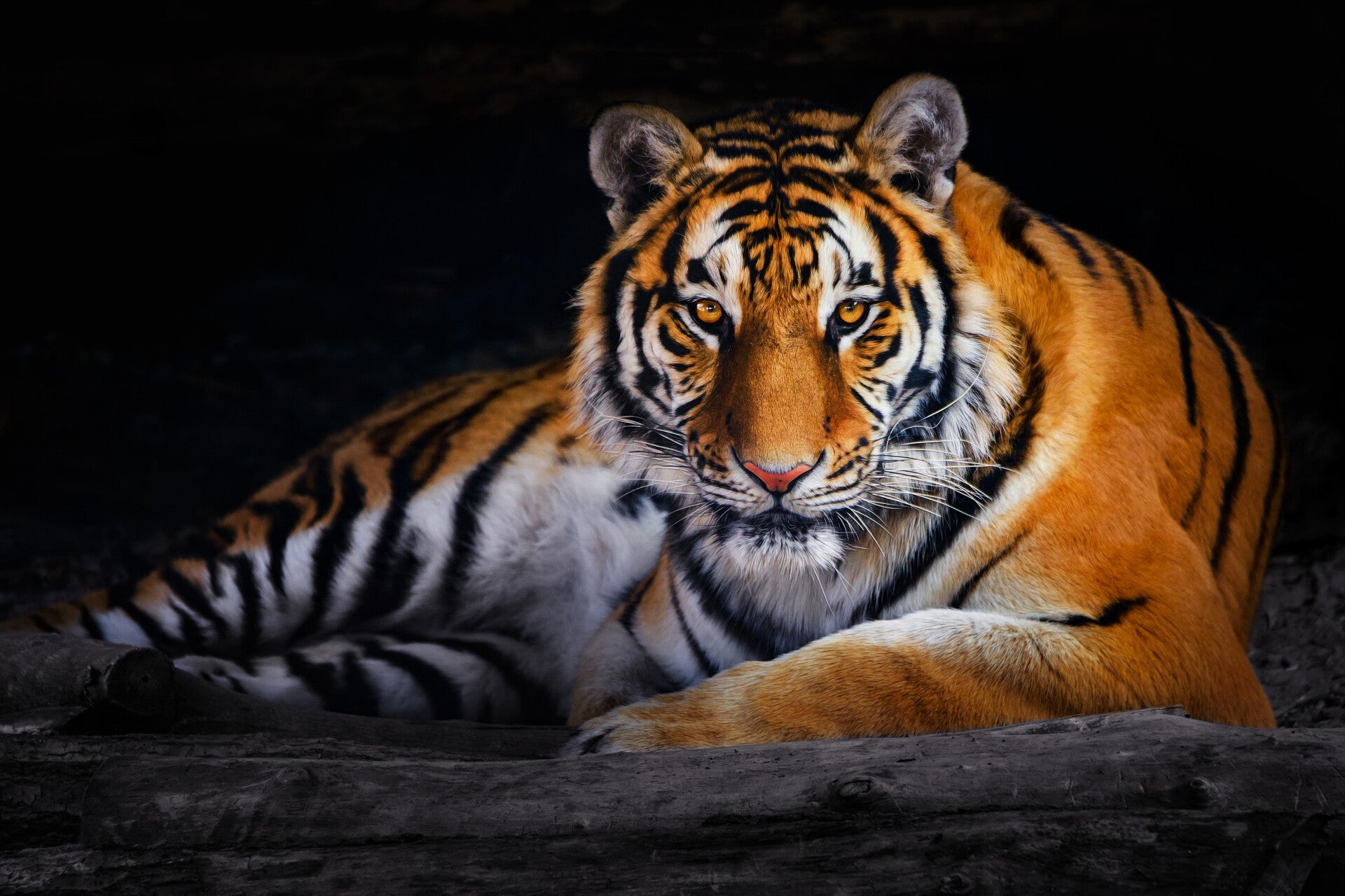 AN-0003 TIJGER