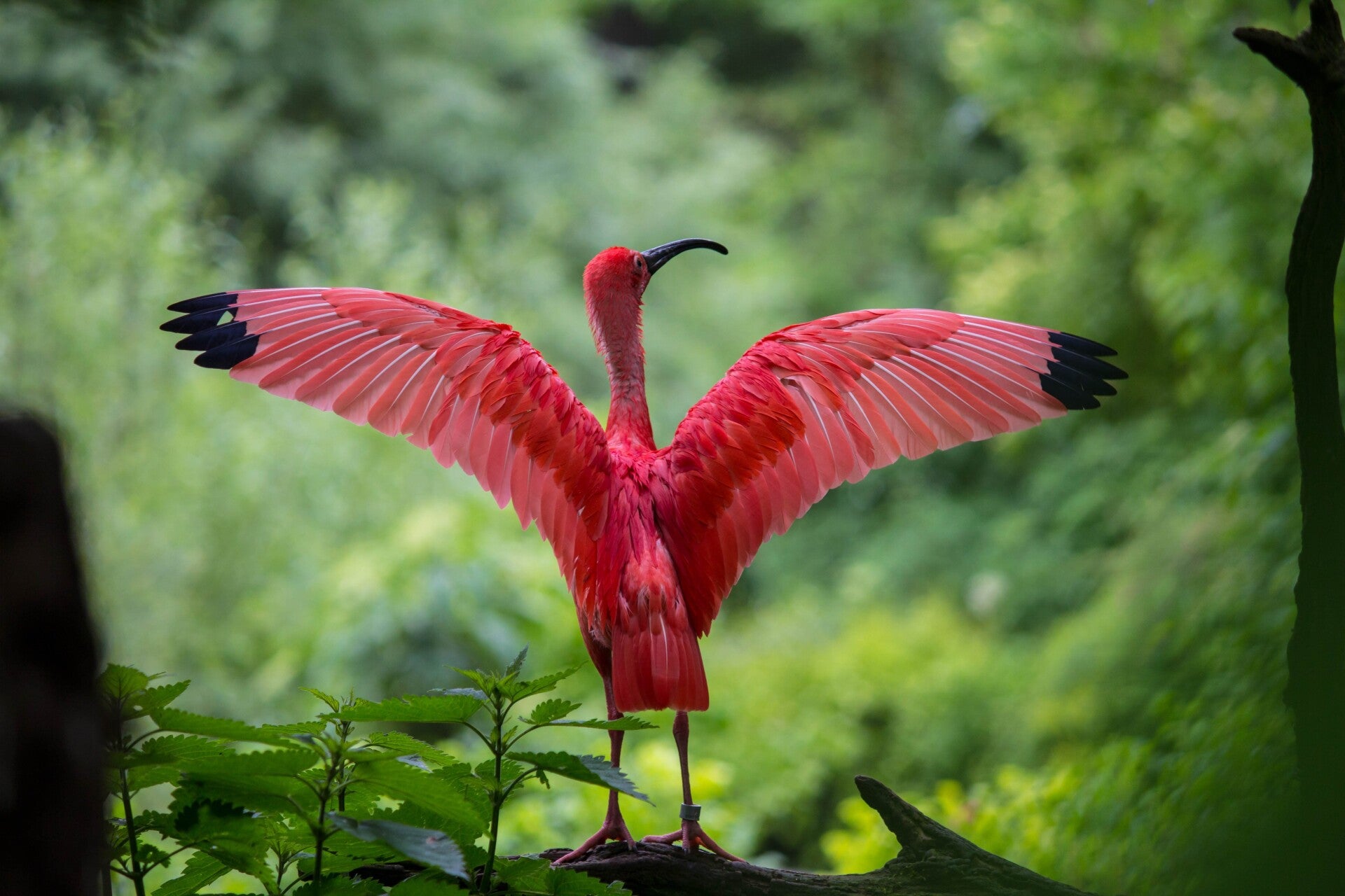 AN-0029 RODE IBIS VOGEL
