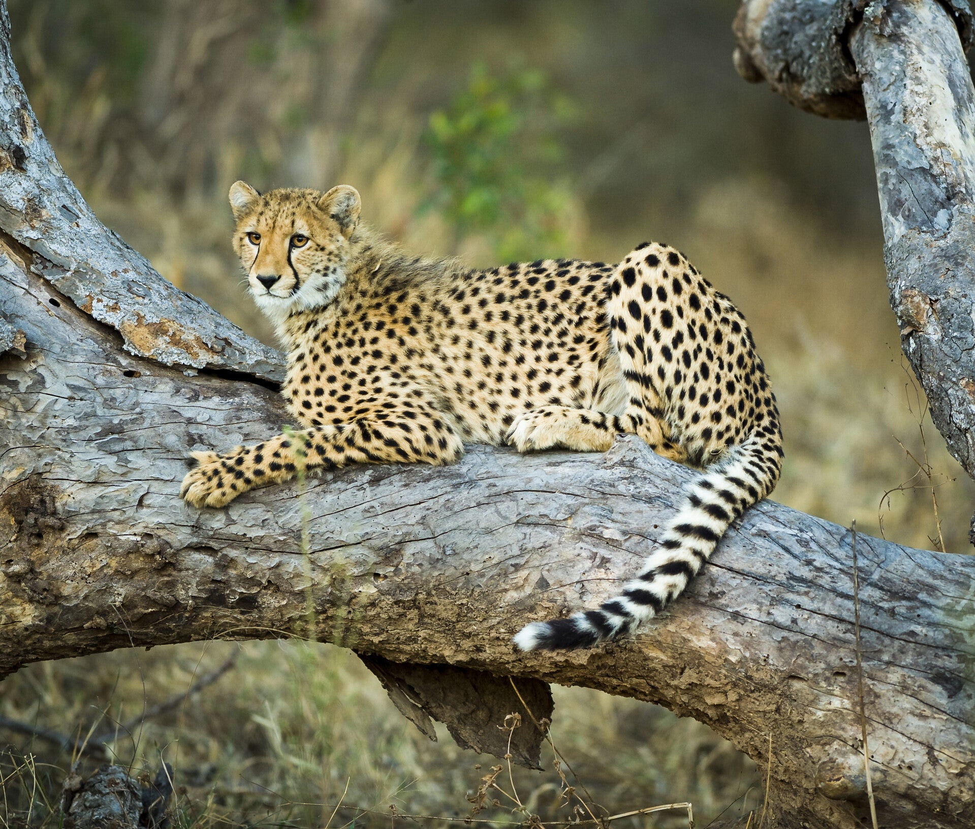 AN-0054 CHEETAH